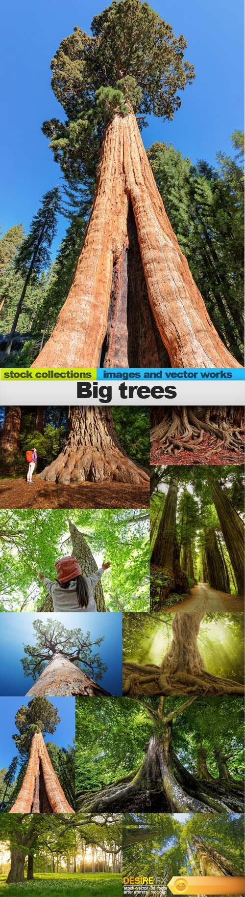 Big trees, 10 x UHQ JPEG