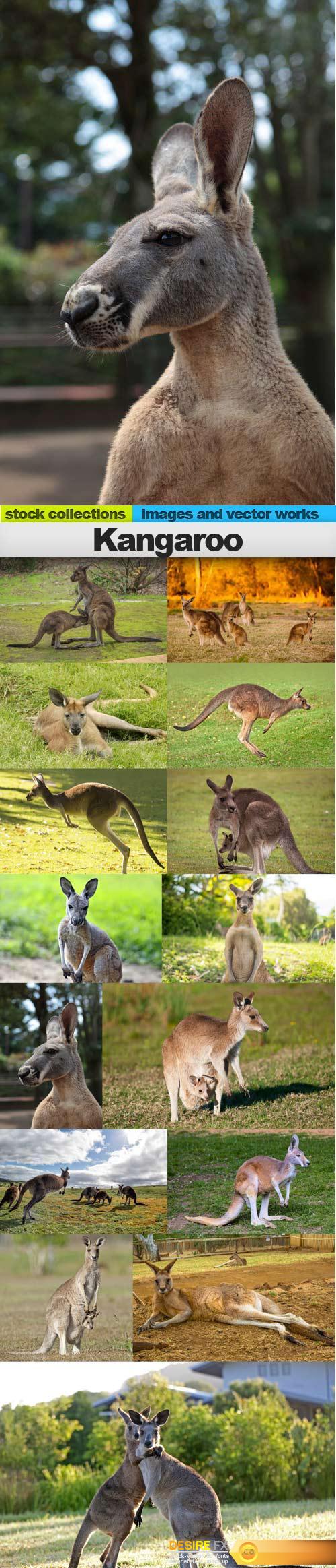 Kangaroo, 15 x UHQ JPEG