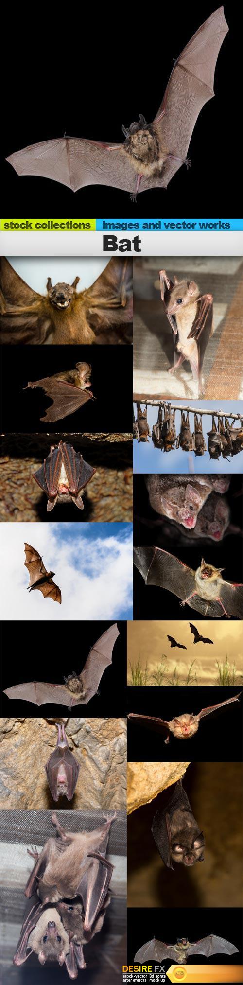Bat, 15 x UHQ JPEG