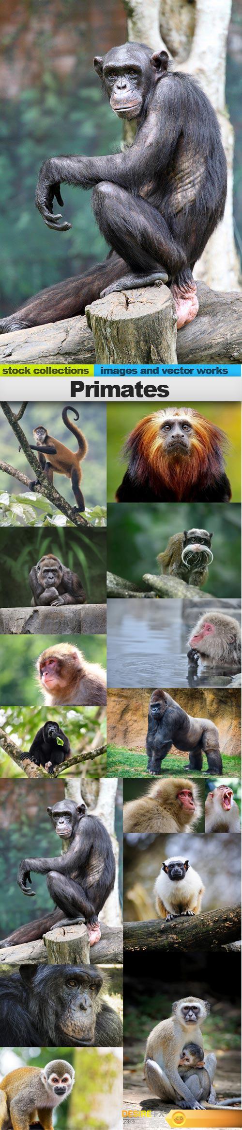 Primates, 15 x UHQ JPEG