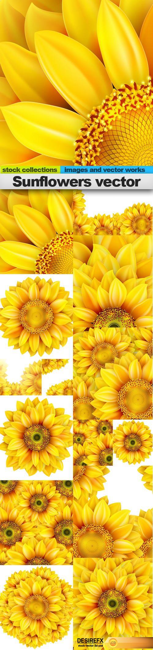 Sunflowers vector, 15 x EPS