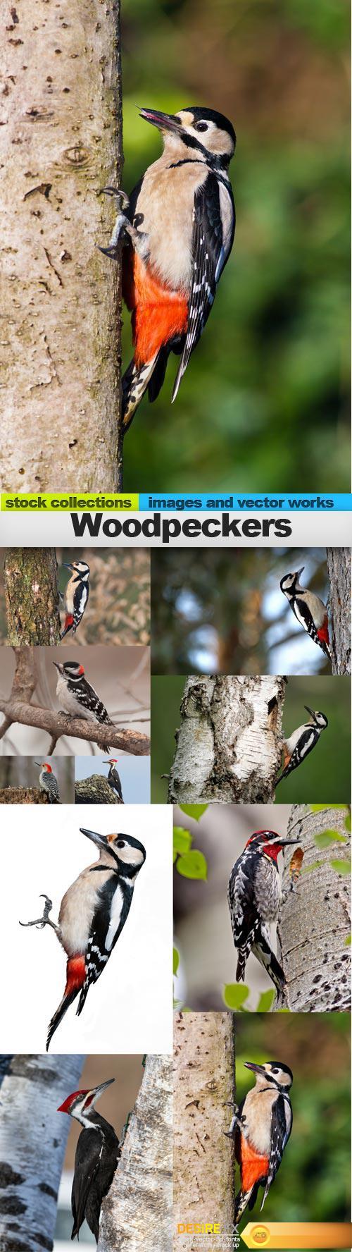 Woodpeckers, 10 x UHQ JPEG