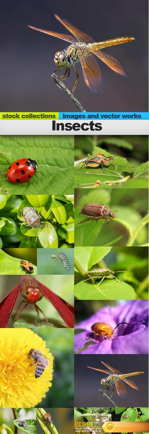 Insects, 15 x UHQ JPEG