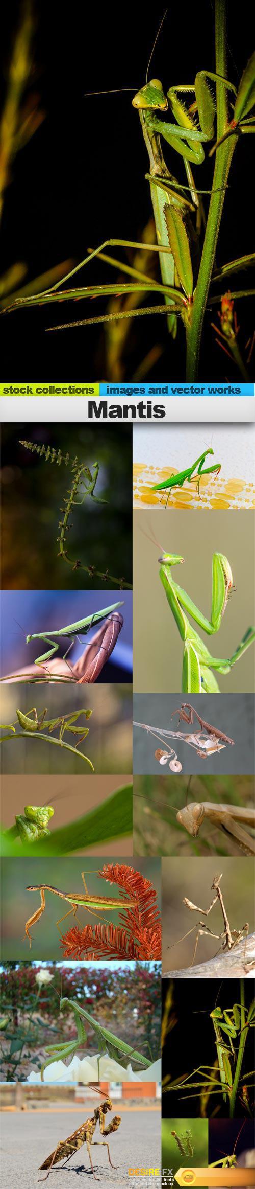 Mantis, 15 x UHQ JPEG