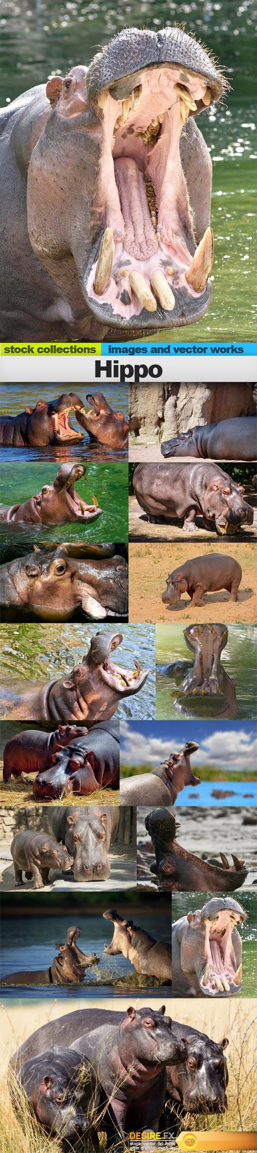 Hippo, 15 x UHQ JPEG