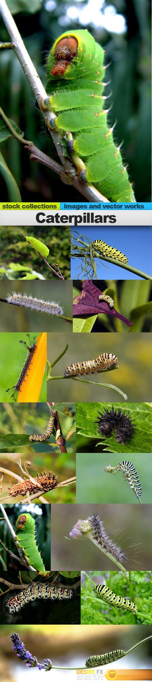 Caterpillars, 15 x UHQ JPEG