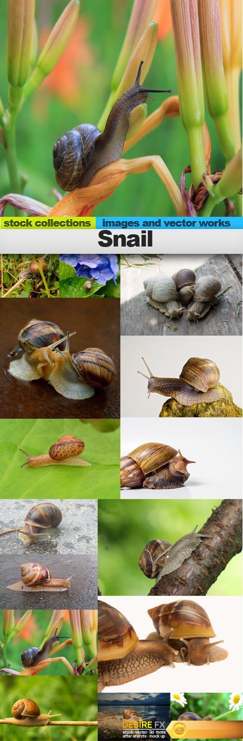Snail, 15 x UHQ JPEG