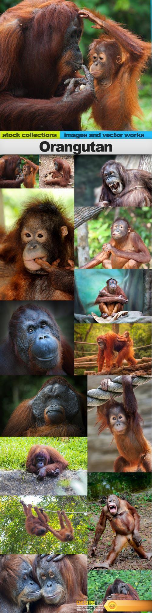 Orangutan, 15 x UHQ JPEG