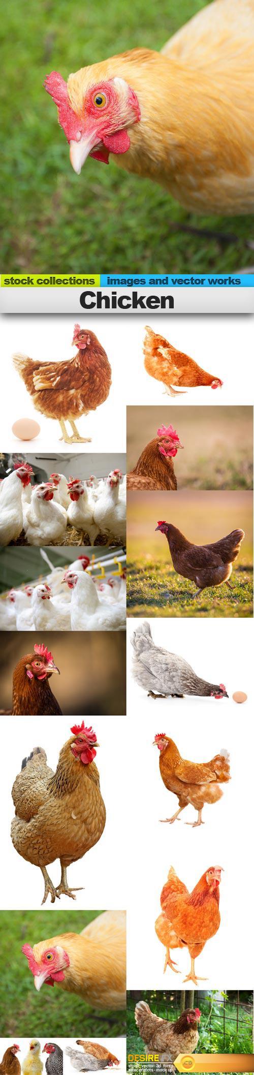 Chicken, 15 x UHQ JPEG