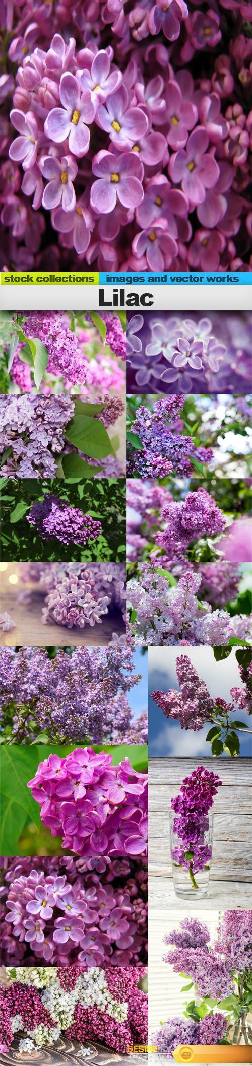 Lilac, 15 x UHQ JPEG