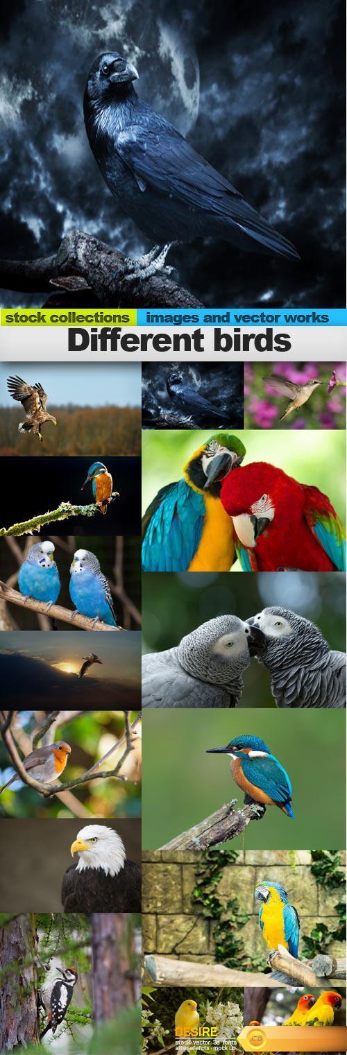 Different birds, 15 x UHQ JPEG