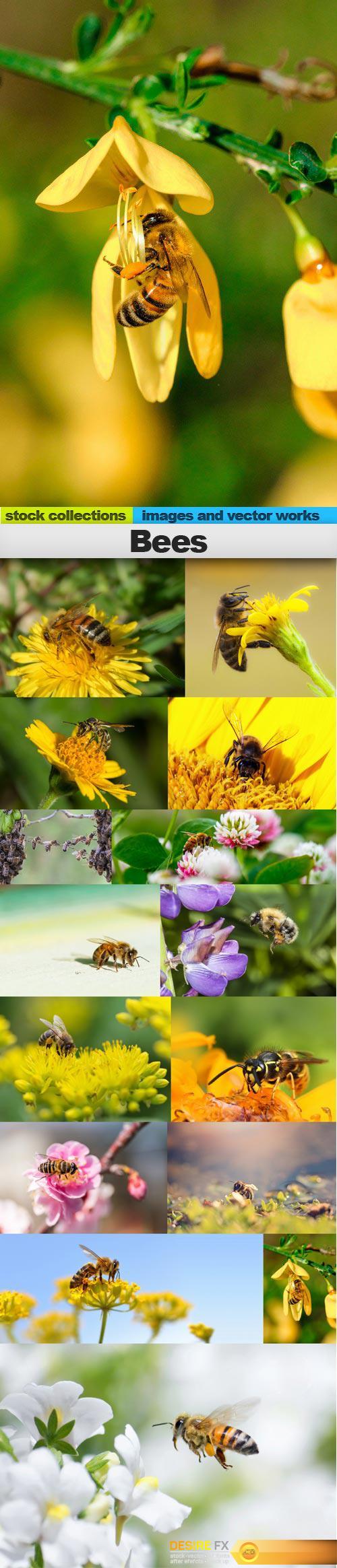 Bees, 15 x UHQ JPEG