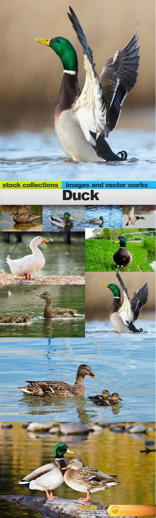 Duck, 10 x UHQ JPEG