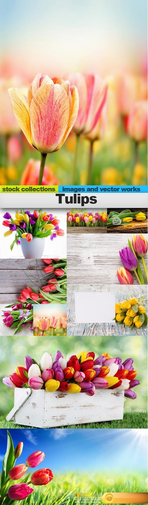Tulips, 10 x UHQ JPEG