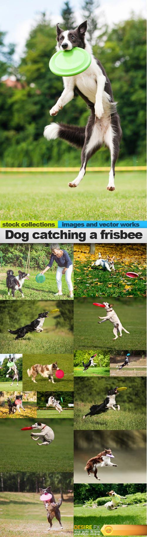 Dog catching a frisbee, 15 x UHQ JPEG 