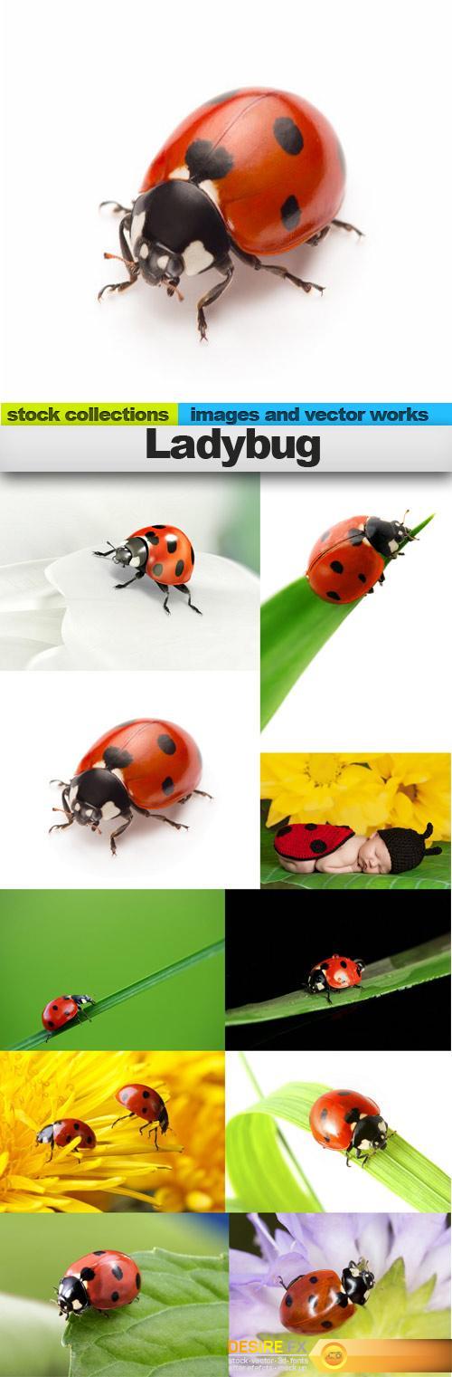 Ladybug, 10 x UHQ JPEG