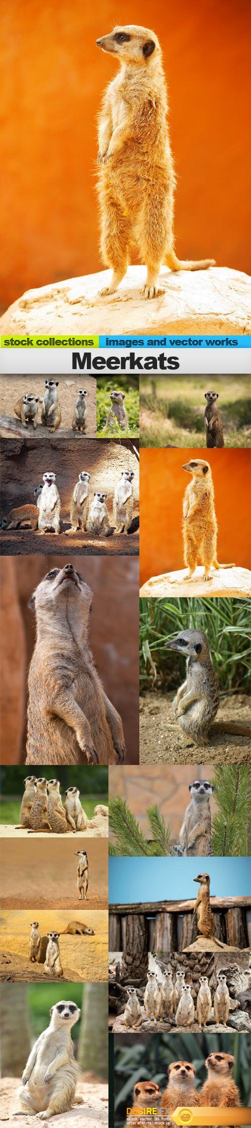 Meerkats, 15 x UHQ JPEG