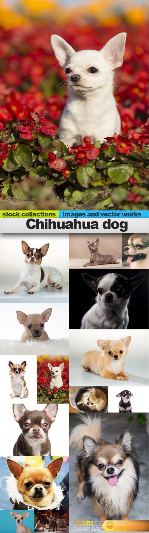 Chihuahua dog, 15 x UHQ JPEG