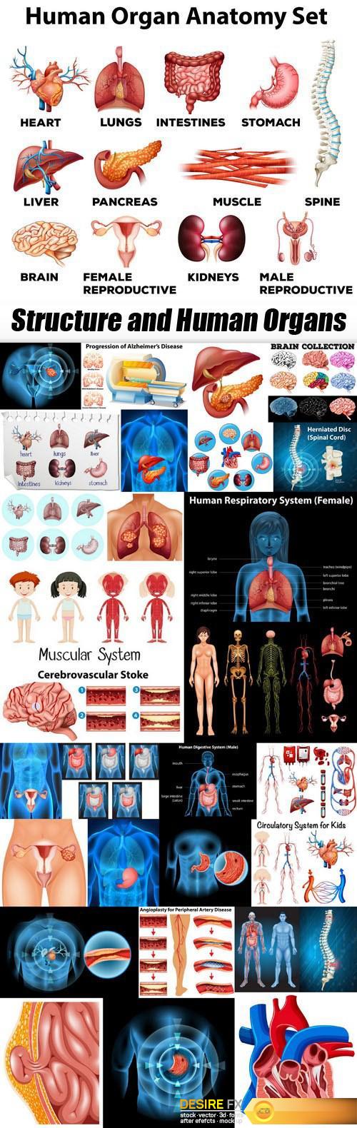 Structure and Human Organs