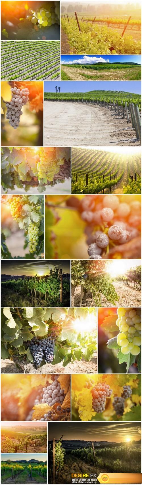 Solar valley of vineyards - 20xUHQ JPEG