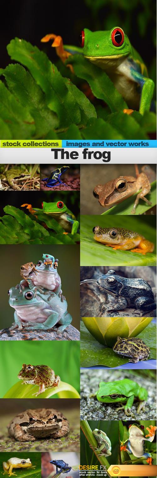 The frog, 15 x UHQ JPEG