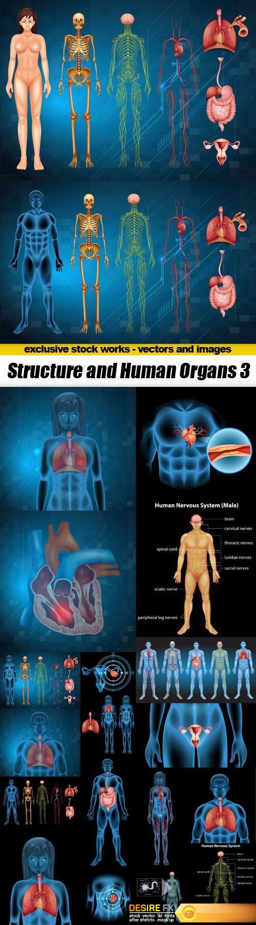 Structure and Human Organs 3 - 20 EPS