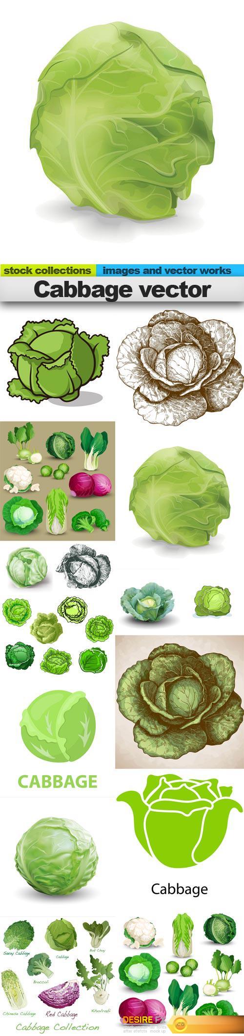 Cabbage vector, 15 x EPS