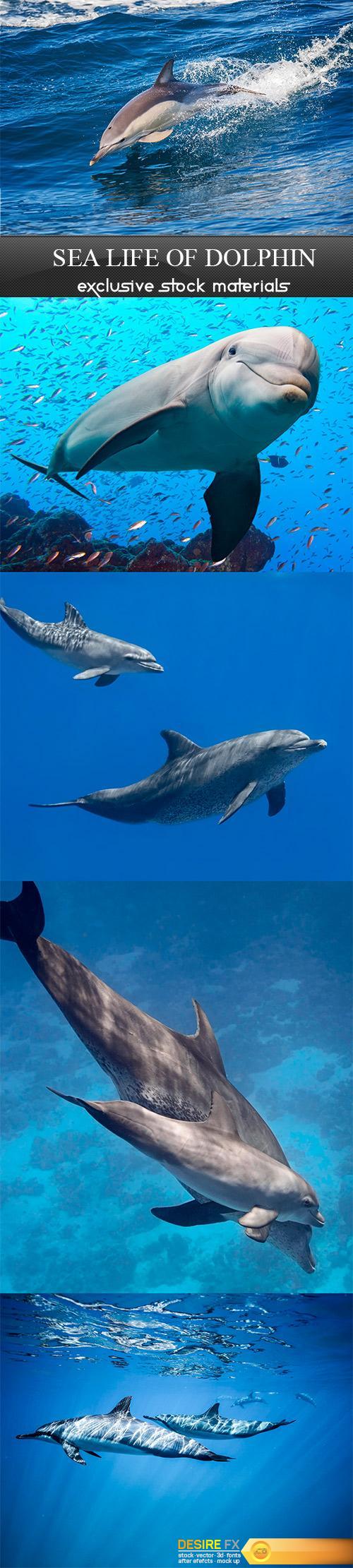 Sea life of dolphin - 5 UHQ JPEG