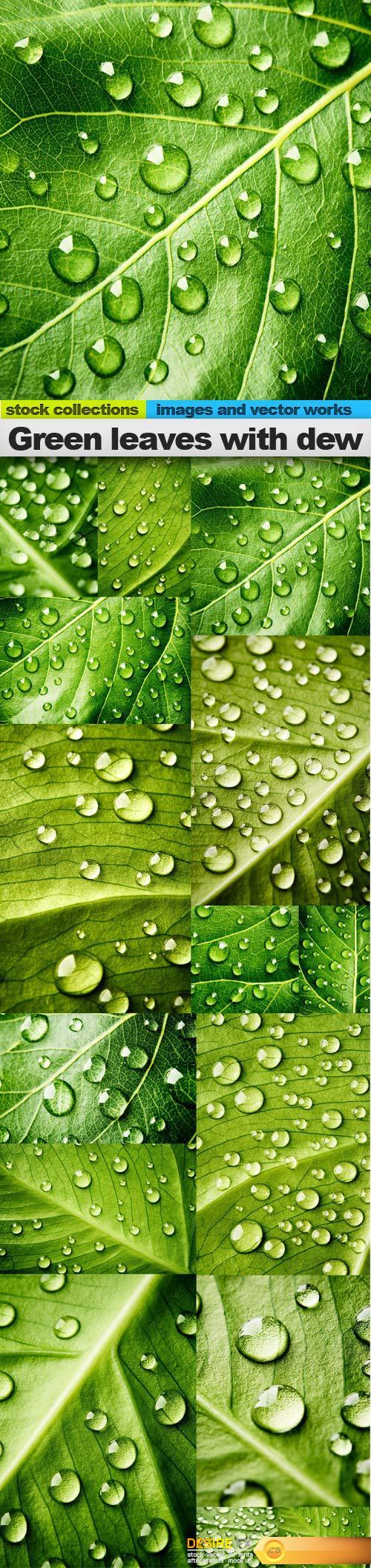 Green leaves with dew, 15 x UHQ JPEG