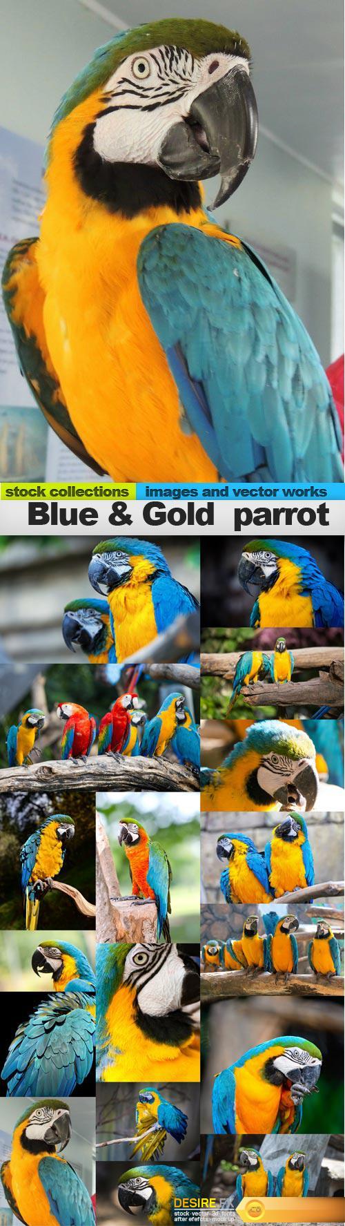 Blue & Gold  parrot,17 x UHQ JPEG