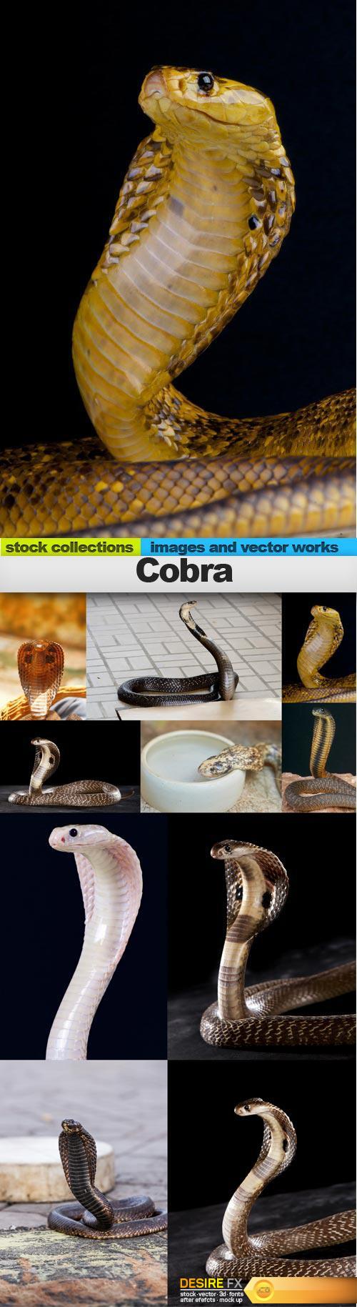 Cobra, 10 x UHQ JPEG