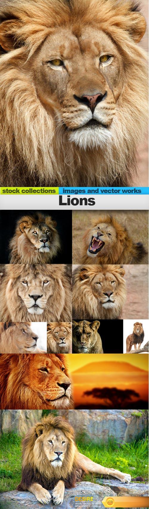 Lions, 10 x UHQ JPEG