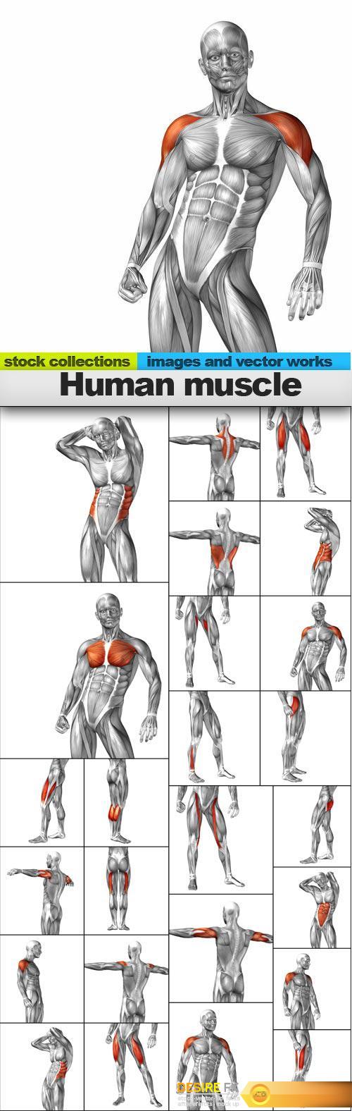 Human muscle, 25 x UHQ JPEG