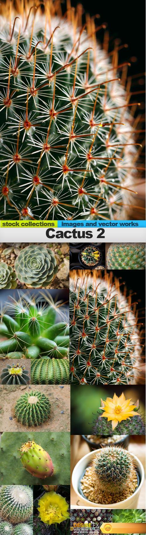 Cactus 2, 15 x UHQ JPEG