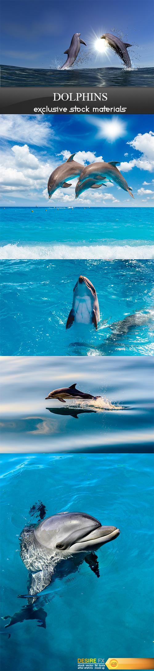 Dolphins - 5UHQ JPEG