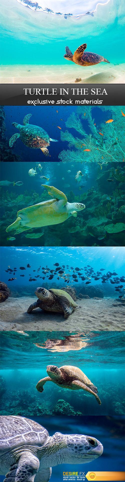 Turtle in the sea - 6UHQ JPEG