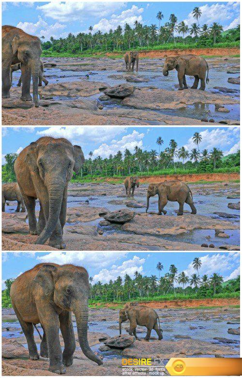 Sri Lankan elephant by the river HD