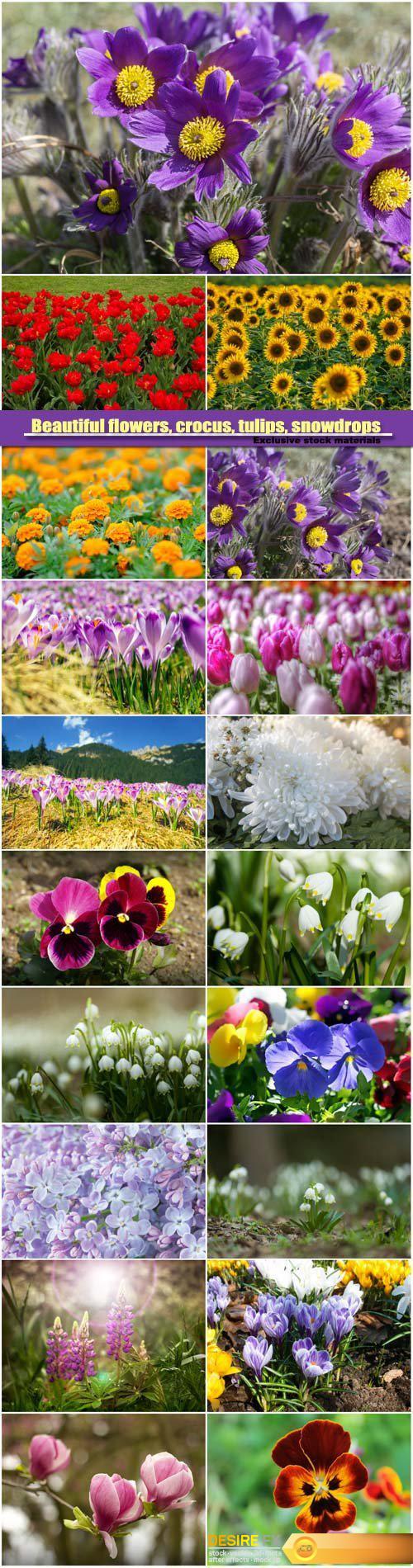 Beautiful flowers, crocus, tulips, snowdrops and lilac