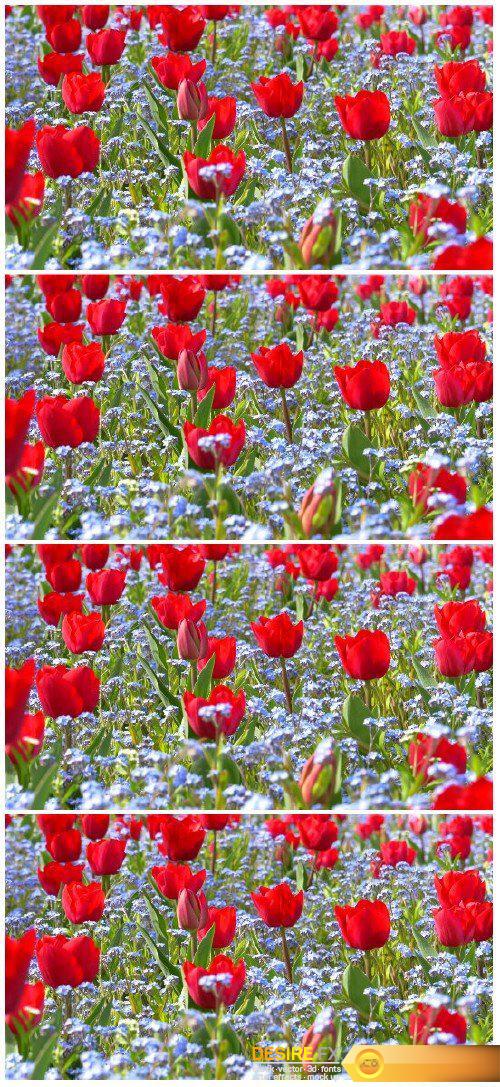 Video footage Red tulip garden in springtime HD