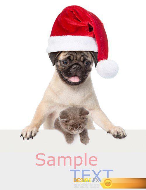 Pug puppy and small kitten with red Santa Claus hats above white
