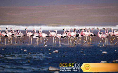 Pink flamingo 5X JPEG