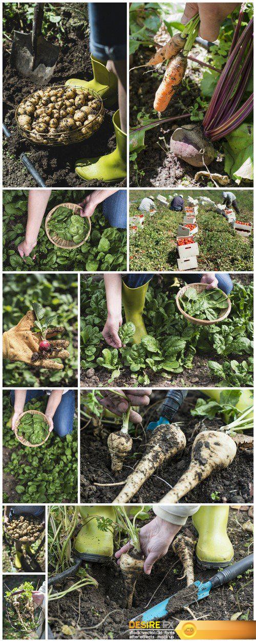 Picking spinach in a home garden, rich harvest 11X JPEG