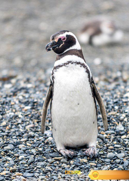 Magellanic Penguin 10X JPEG