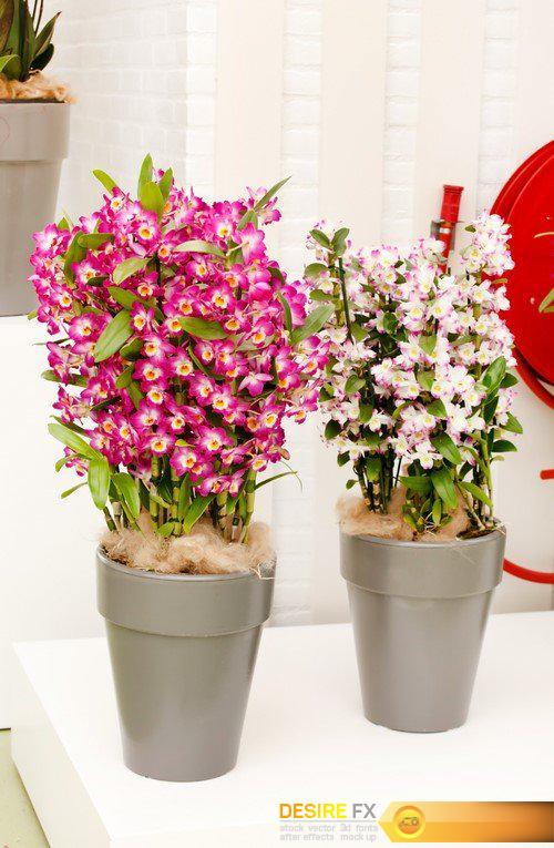 Flowers in pots, beautiful orchid 16X JPEG