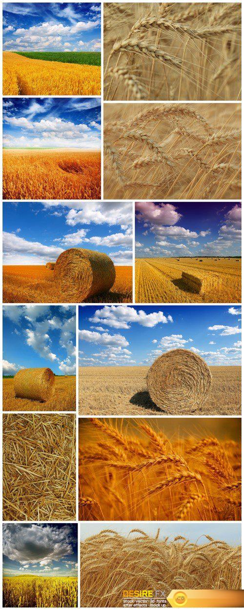Agriculture, wheat field 12X JPEG