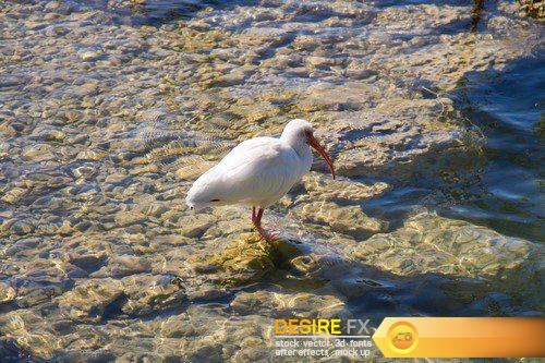 White ibis 5X JPEG