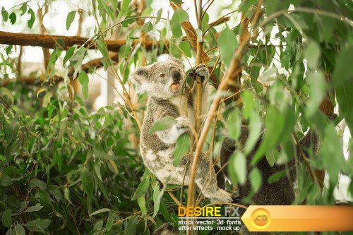 Koala in a eucalyptus tree 15X JEPG