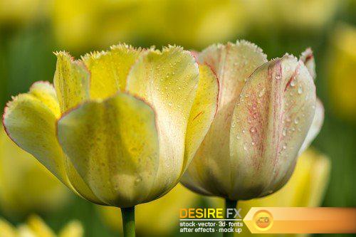 Flowers poppy and tulips 10X JPEG