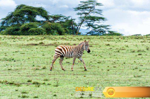African safari zebra 5X JPEG