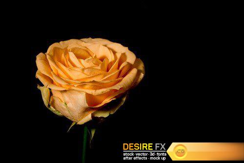 One flower on a dark background 13X JPEG